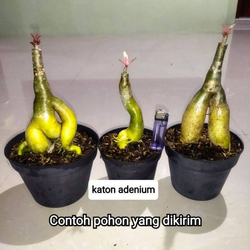 Adenium Varigata TRI COLOUR