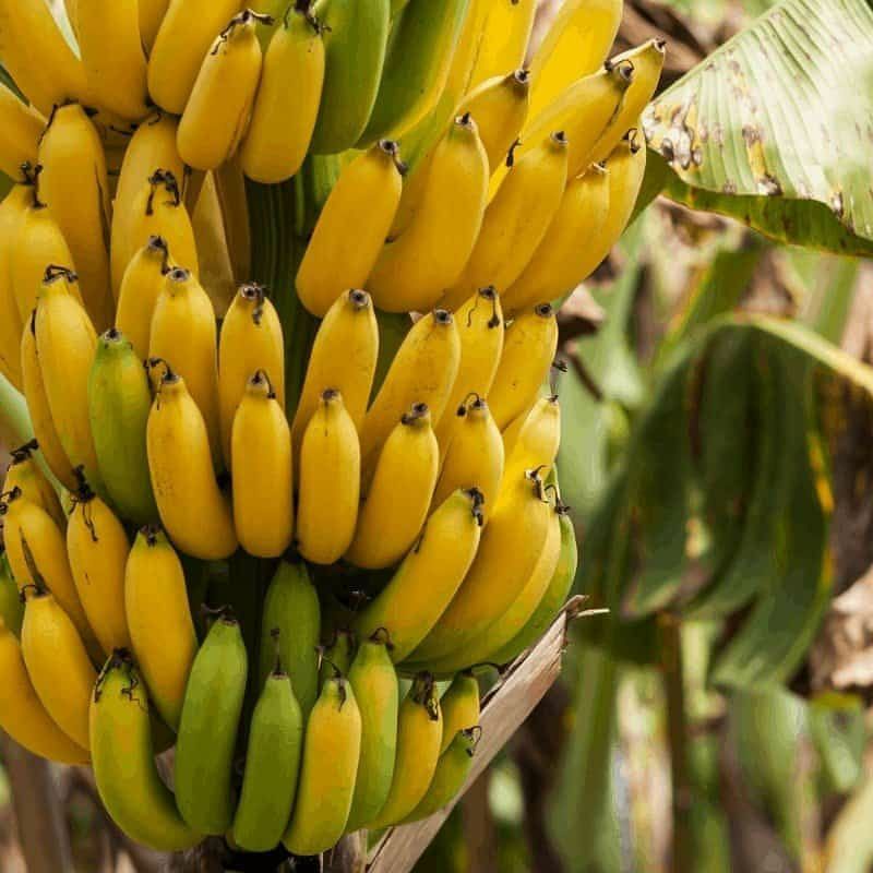 Pupuk Organik Pelebat Buah Dan Booster Pisang Cepat Berbuah Lebat