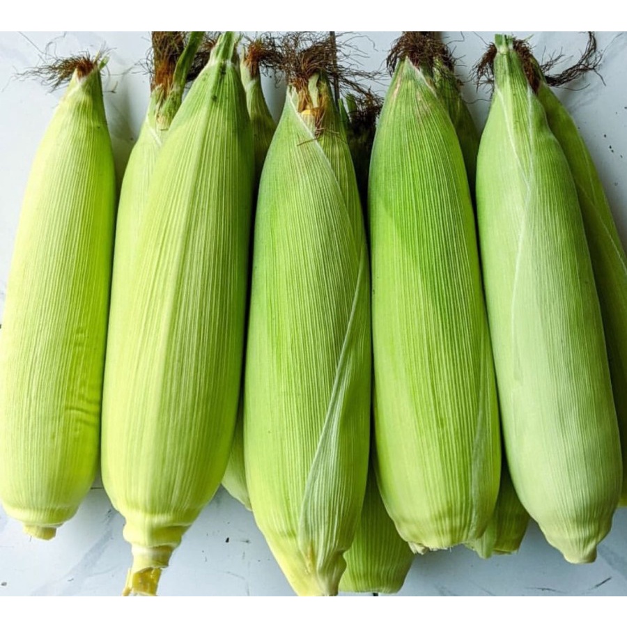 

Jagung Manis Mentah Jagung manis Fresh per kg