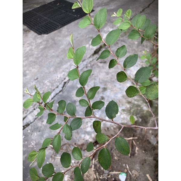 

Daun Bidara