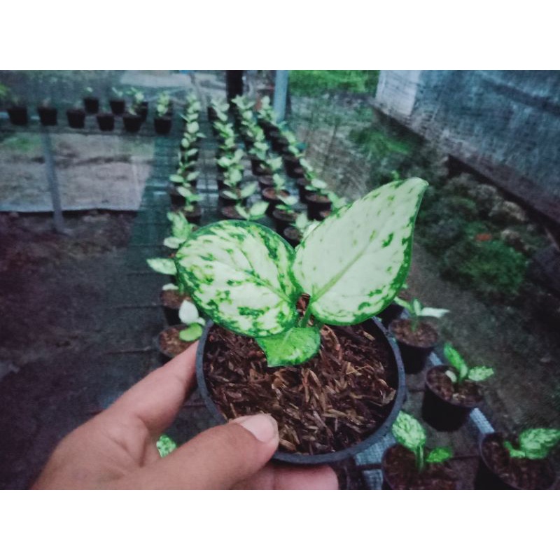 aglonema super white/anakan aglonema super white