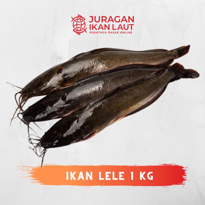 

Ikan Lele Hidup Segar Berkualitas - 1 Kilogram