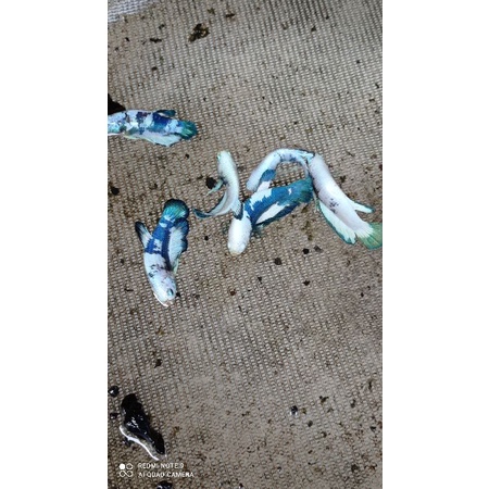 plakat blue rim/ blue panda