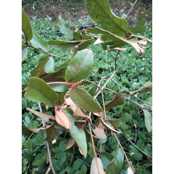 

Benalu alpukat segar 500gram