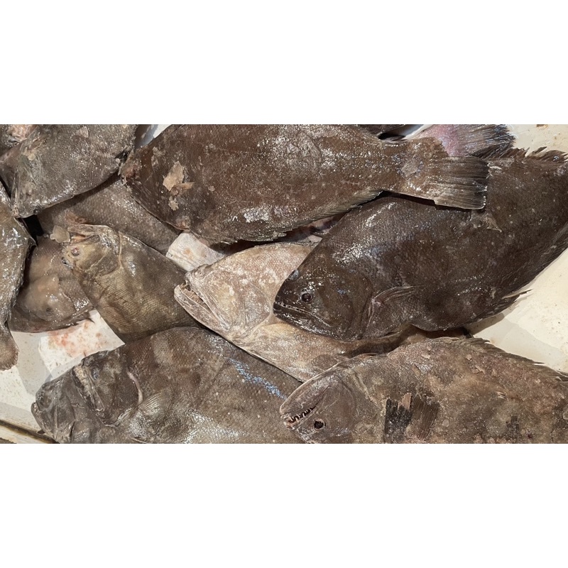 

ikan sebelah fresh 1kg bandung