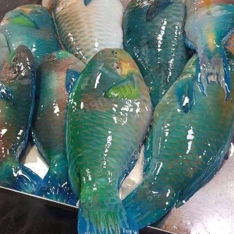 

Ikan Kakatua Hijau / Green Parrotfish Fresh Hasil Laut Segar