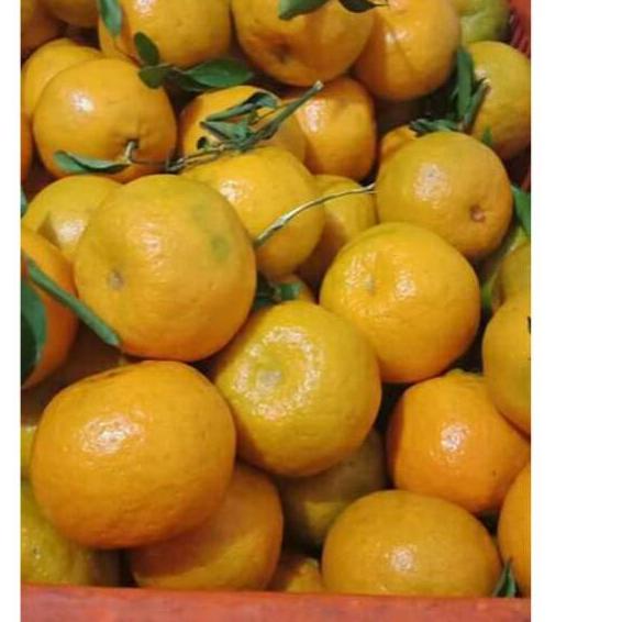 

PROMO MURAH Buah Jeruk siem madu 1 kg ✹ 869