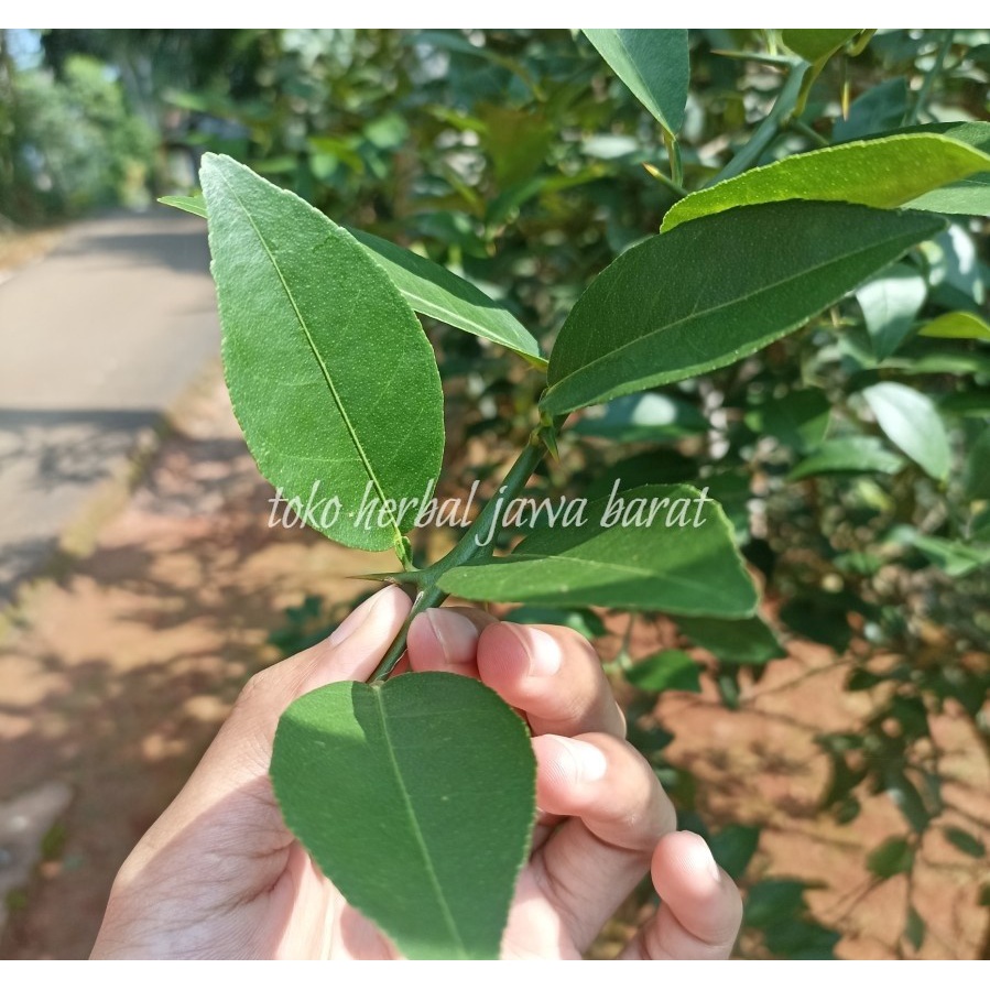 

Daun jeruk nipis segar langsung petik/daun jeruk nipis fresh