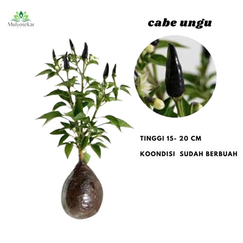 bibit Tanaman Cabe hitam - Bibit Cabe hitam Berbuah Bunga kampung - tanaman sayuran