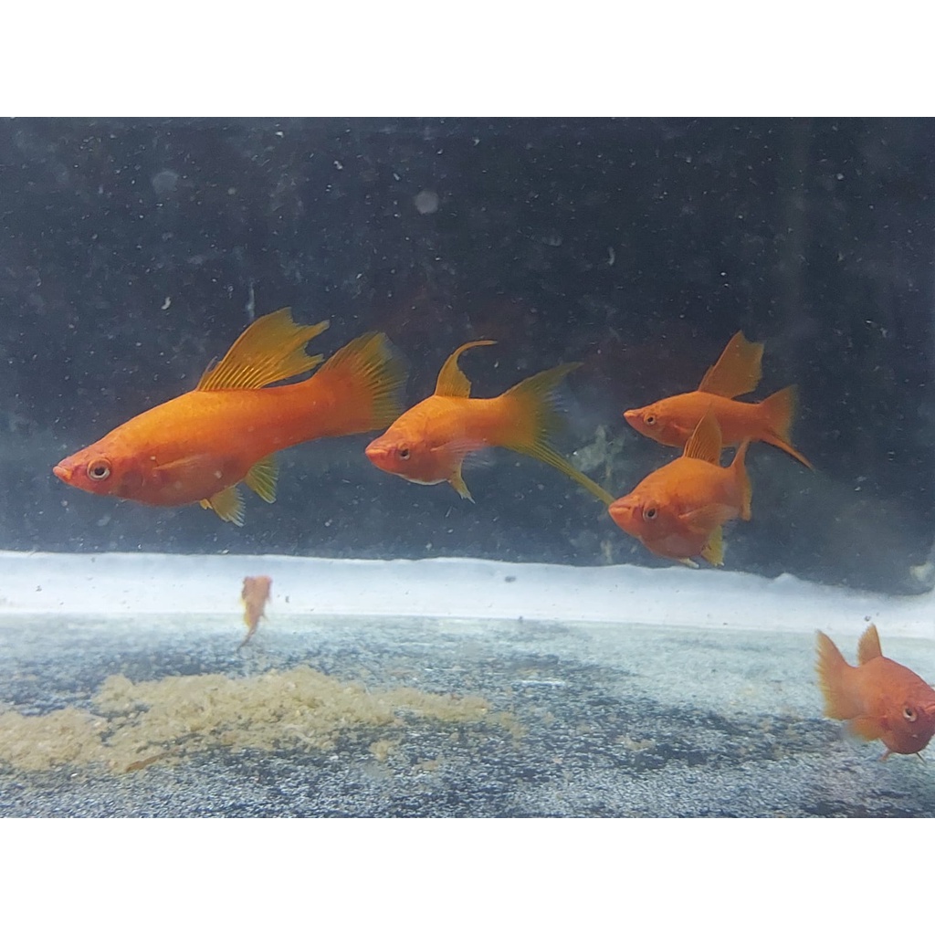 Ikan Pedang Swordtails Bloodred Hellery Hamburg Mix