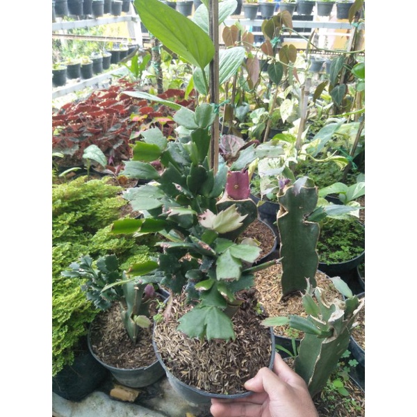 Kusuma Wijaya dewasa~