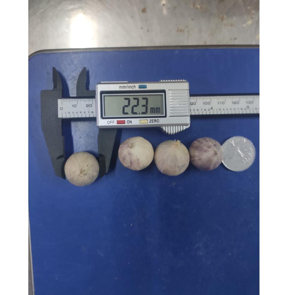 

Barang Bagus Bawang Putih Tunggal Lanang Besar 1KG .,.,.,.,