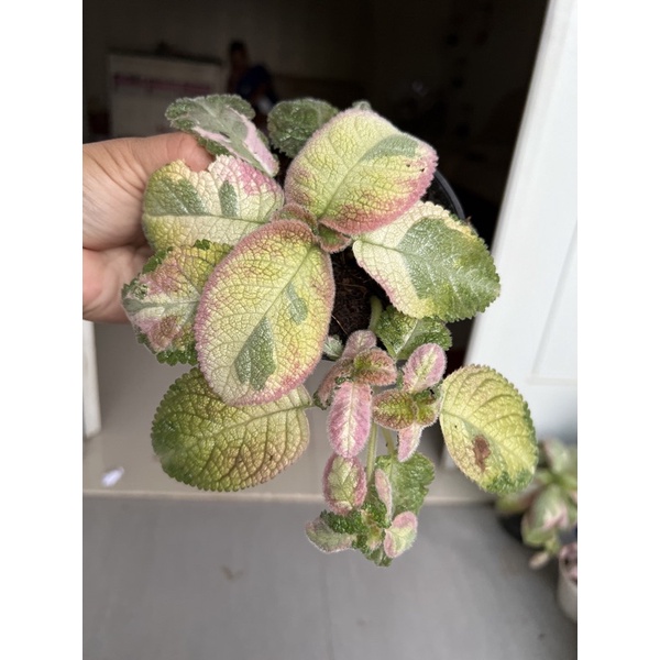 Episcia Picasso ekonomis