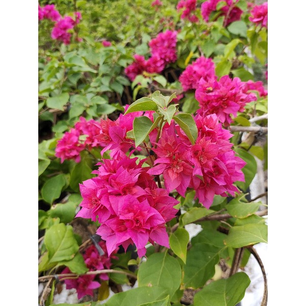 Bougenville Hawai merah fanta berbunga lebat