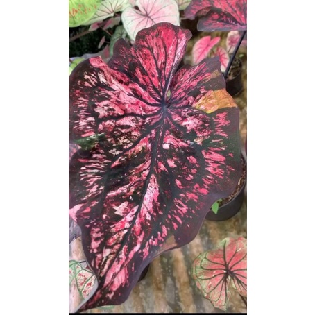 nota live caladium hybrid antareja ,tanaman hias f1 silangan antareja