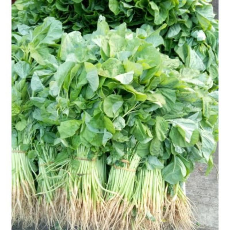 

Sayur bayam harga per ikat