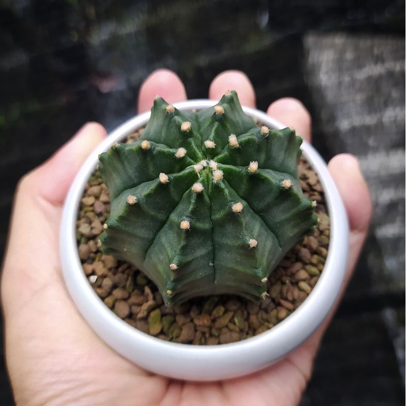 Kaktus Gymnocalycium Miha Hybrid