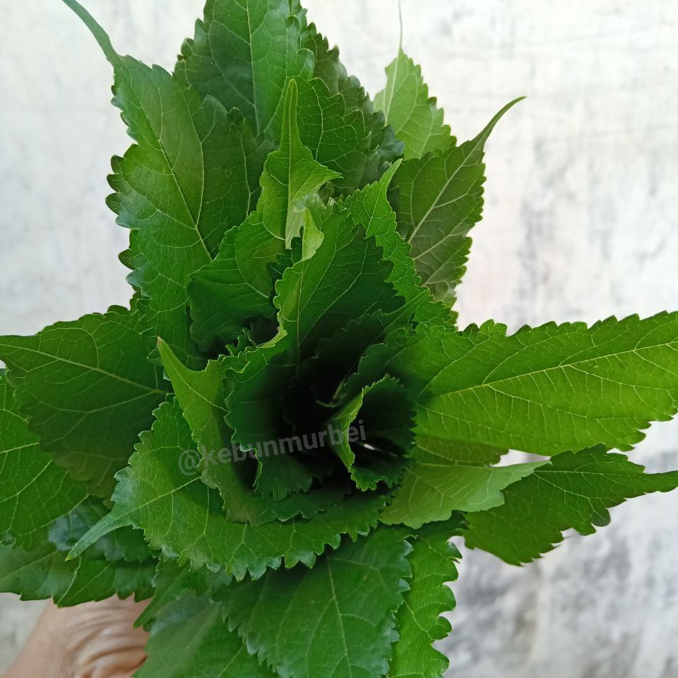 

Daun Murbei segar Perhelai