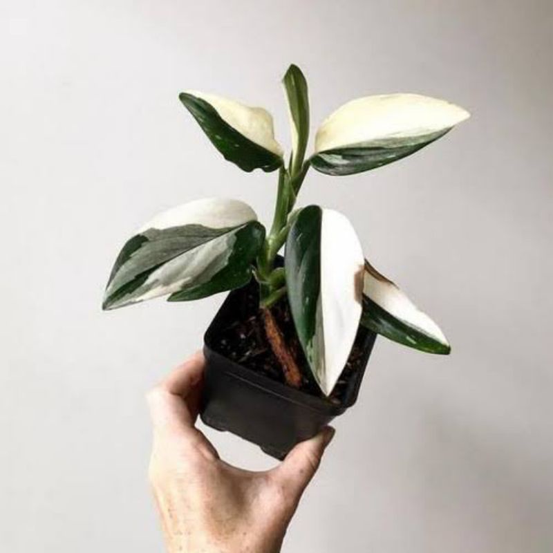 Philodendron Monstera Standleyana Varigata putih