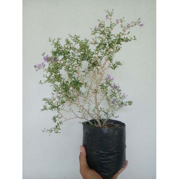 bahan bonsai saeng simbur super mikro vietnam bunga ungu cakep
