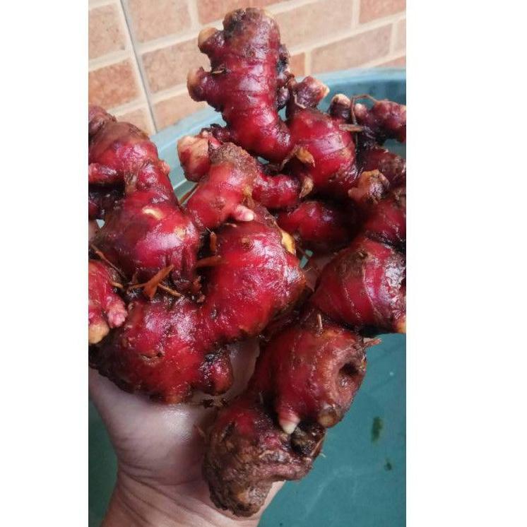 

ヶ JAHE MERAH FRESH / JAHE MERAH LOKAL / JAHE MERAH KILOAN ぞ