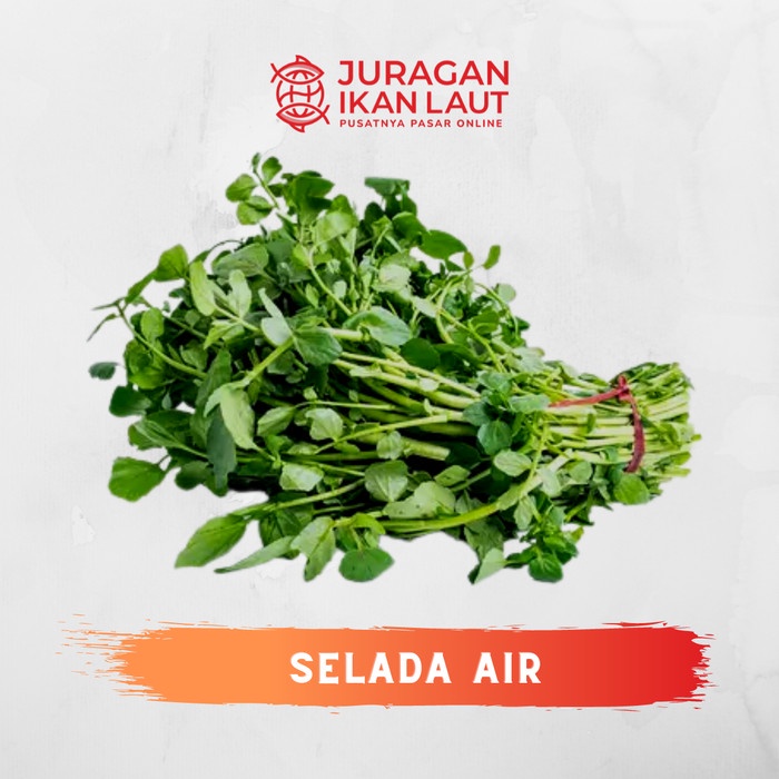 

Selada Air Segar Berkualitas - 1 Ikat