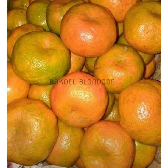 

TREND TERKINI JERUK MADU MANIS 1KG / ORANGE / FRESH FRUIT / FRUIT / BUAH BUAHAN SEGAR ONLINE MURAH SURABAYA € 868