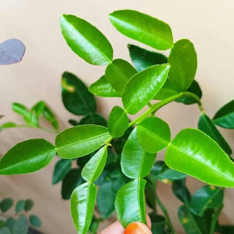 

Daun Jeruk Purut Kualitas Grade A 100 Gram