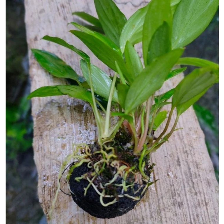anubias sp mini media wabikusa tanaman aquascape