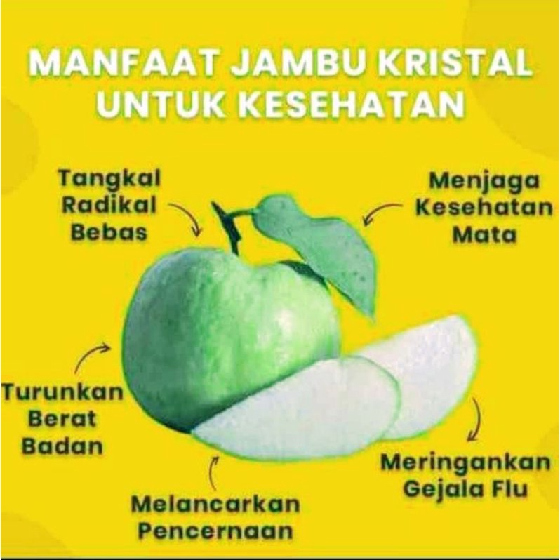 

JAMBU KRISTAL PREMIUM || STANDAR KUALITAS SUNPRIDE & SWALAYAN|