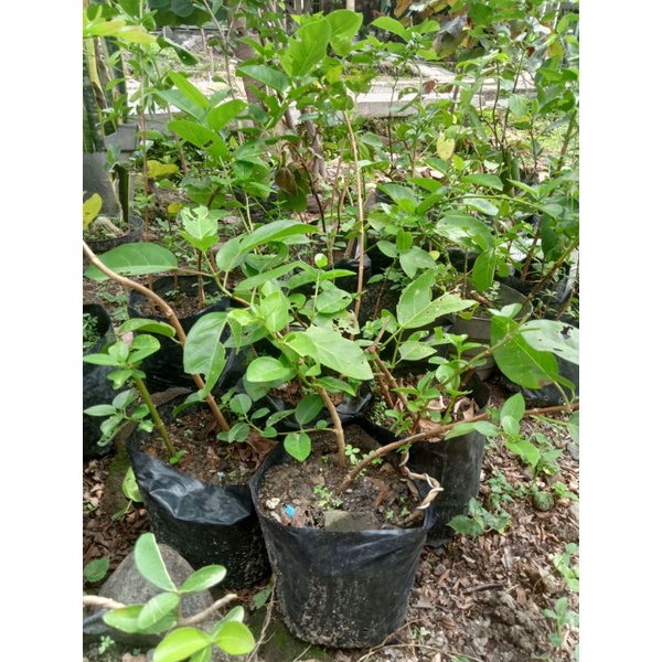 bonsai Sancang bibit bahan bonsai sancang