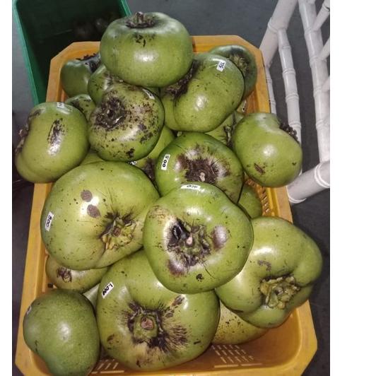 

➫Special Edition Buah giant black sapote GHN3