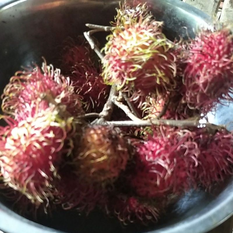 

Buah Rambutan Binjai Manis segar minim order 2 kilogram @ kilogram satuan