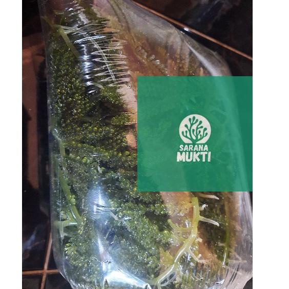 

WER-V74 Anggur laut/ Green Caviar/ Latoh/ Lawi lawi/ Sea Grapes (Caulerpa Sp.) Kualitas Premium