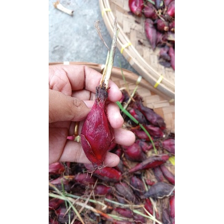 

bawang dayak