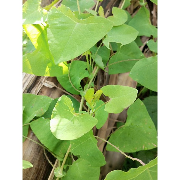 

Daun gamet segar500gram