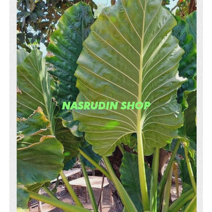 TANAMAN HIAS TALAS SENTE / TALAS HIAS / ALOCASIA MACRORRHIZA SCHOTT