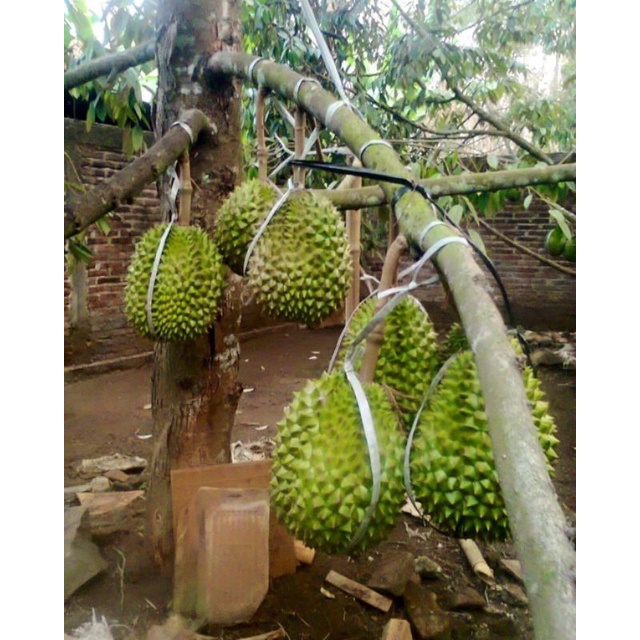 Bibit Durian Musangking Tinggi 1 Meter Batang Besar Siap berbuah