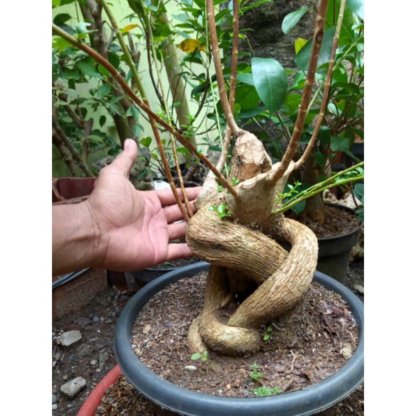 bahan bonsai sancang jumbo karakter