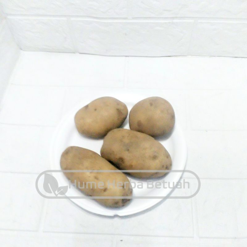 

Kentang Segar