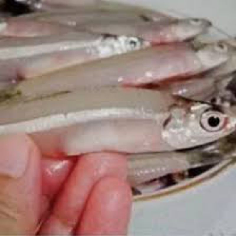 

Ikan Teri Selasih (Teri Jumbo)