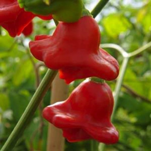 1 Biji Benih Bibit Tanaman Cabe Bishop Crown Pepper Cabai Hias Pedas