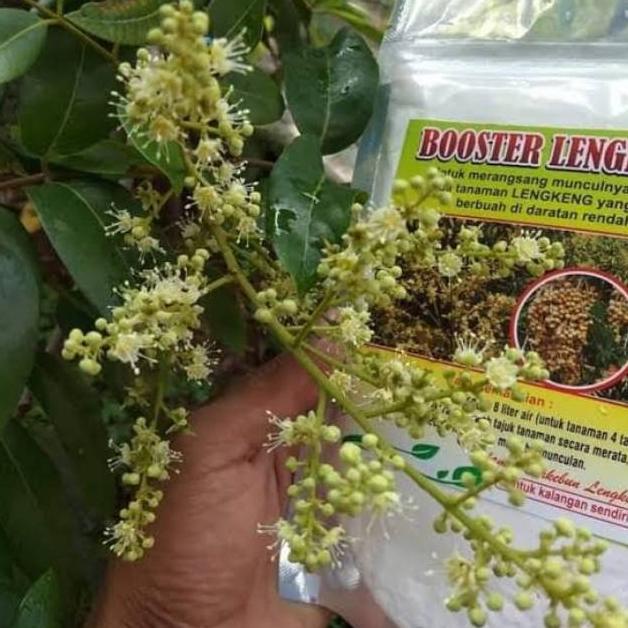Kekinian - Booster Kelengkeng / Boster Lengkeng / Perangsang Buah 100% Asli ,,