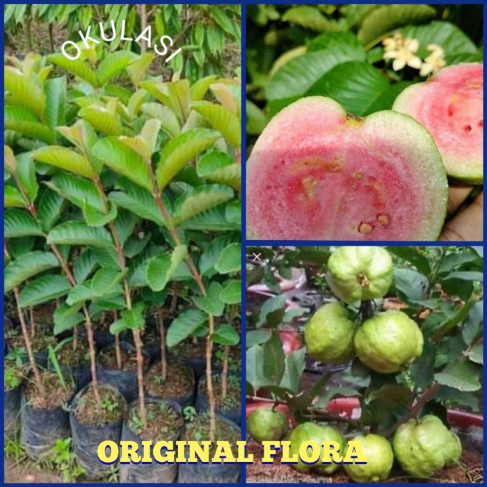 Bibit Jambu Kristal Merah Red Diamond Asli Okulasi Pohon Jambu Kristal