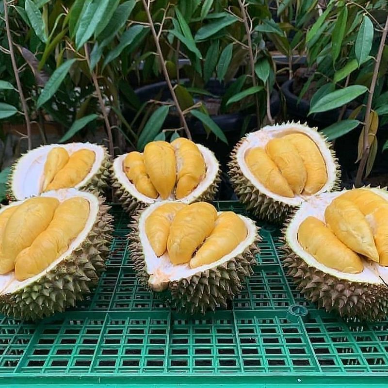 Bibit Durian musangking ukuran 1 meter batang besar siap berbuah