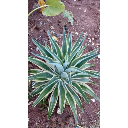 Bibit agave mahkota