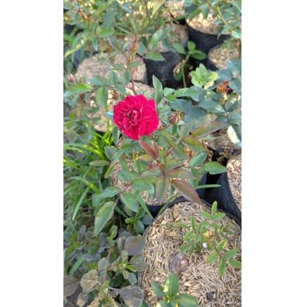 ↠ tanaman bunga mawar RAMBAT MANGKOK ㅈ