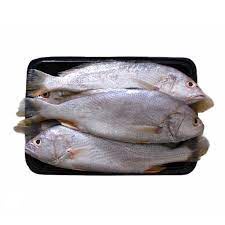 

Ikan Gulama / Ikan Samge / Ikan Kepala Batu 500gr Segar