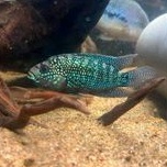 

BLUE JACK DEMPSEY CICHLID