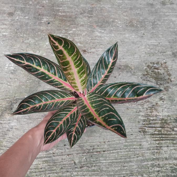 [BISA COD] Aglonema Aglaonema Pride Of Sumatera Red Sumatra